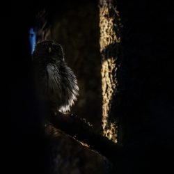 Eurasian pygmy owl (Glaucidium passerinum)