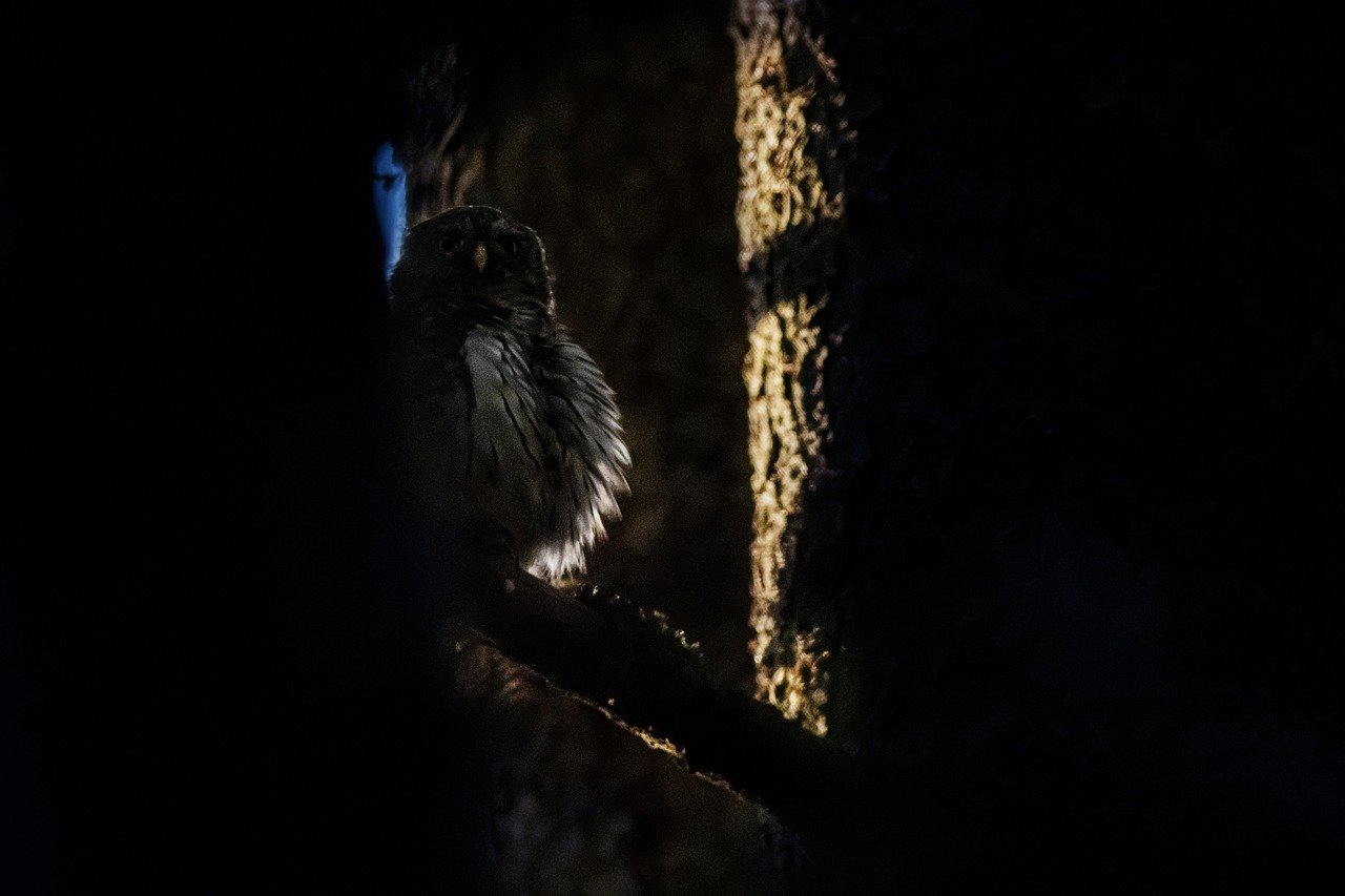 Eurasian pygmy owl (Glaucidium passerinum)