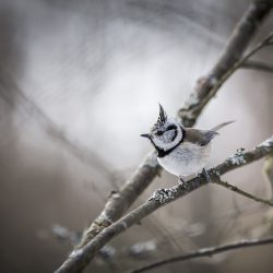 European crested tit (Lophophanes cristatus)