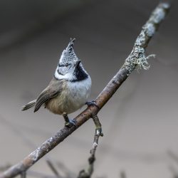 European crested tit (Lophophanes cristatus)