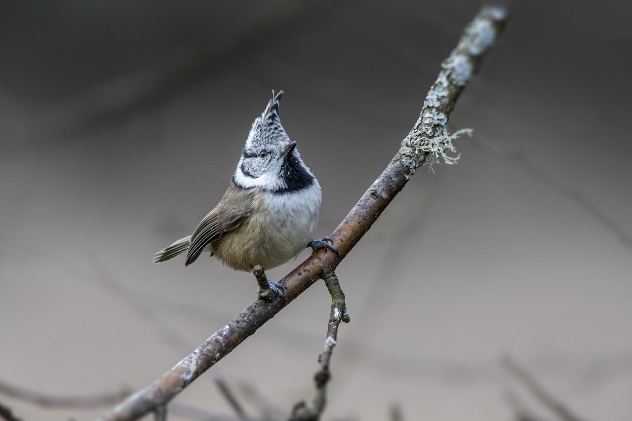 European crested tit (Lophophanes cristatus)