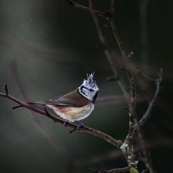 European crested tit (Lophophanes cristatus)