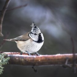 European crested tit (Lophophanes cristatus)