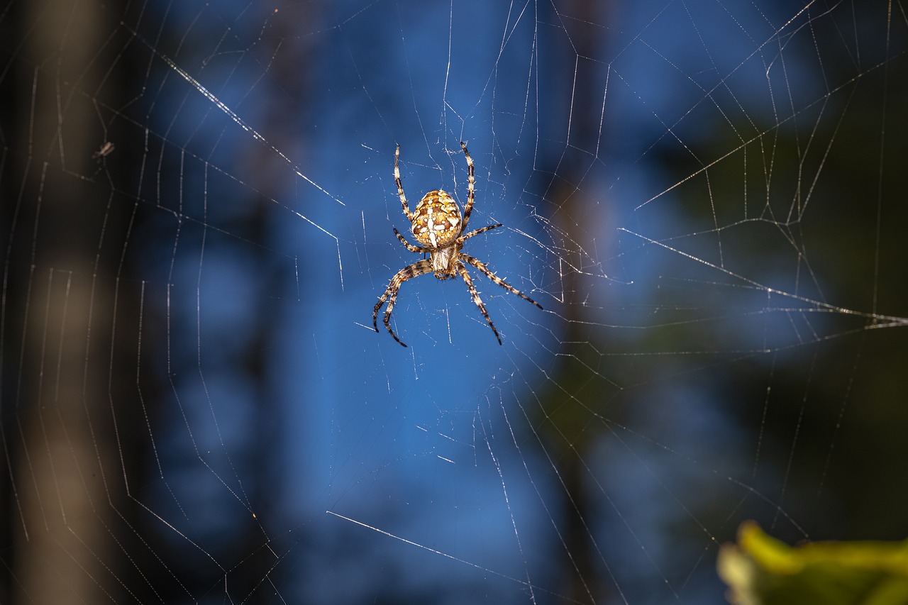 European garden spider (Araneus diadematus)