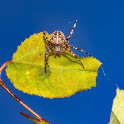 European garden spider (Araneus diadematus)