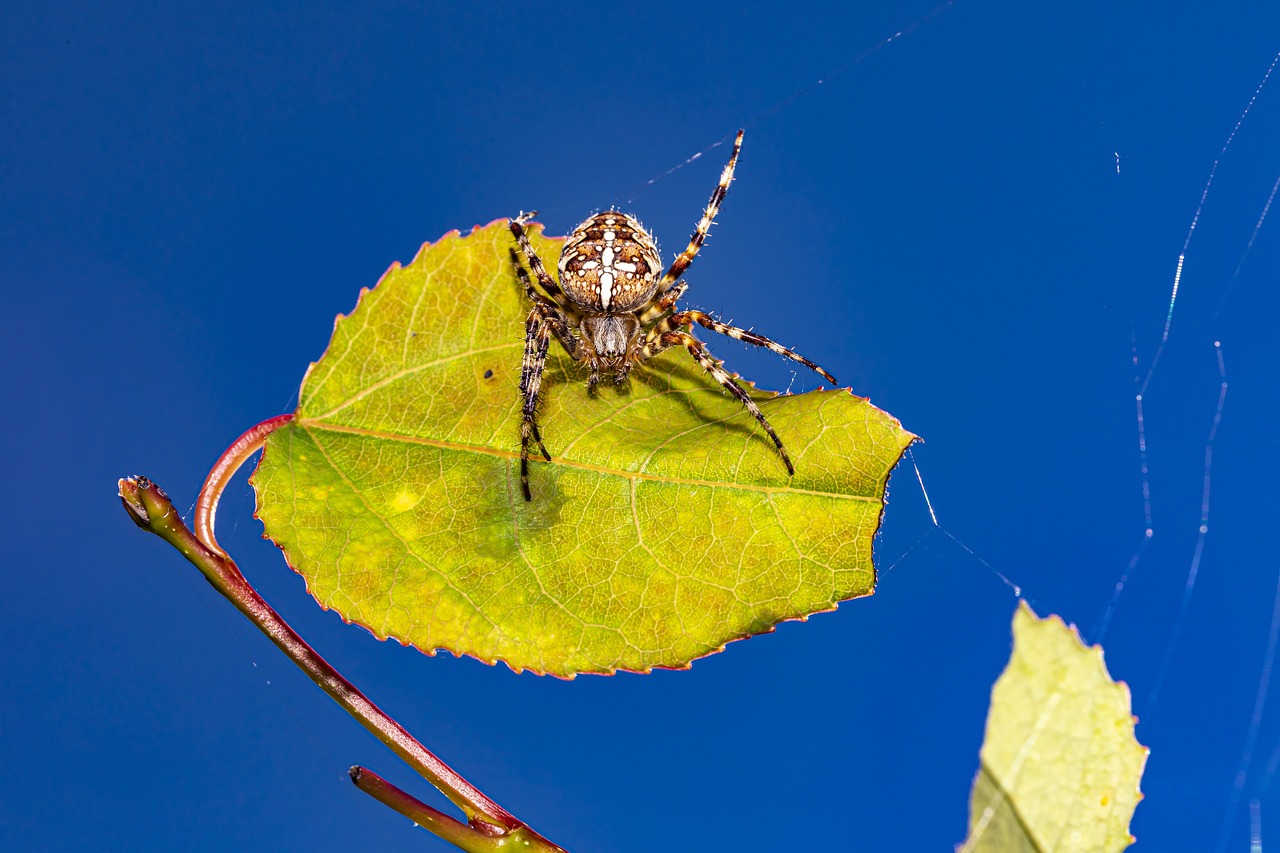 European garden spider (Araneus diadematus)