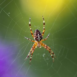 European garden spider (Araneus diadematus)