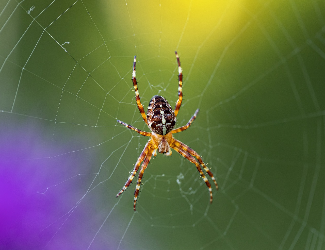 European garden spider (Araneus diadematus)