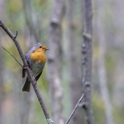 European robin (Erithacus rubecula)