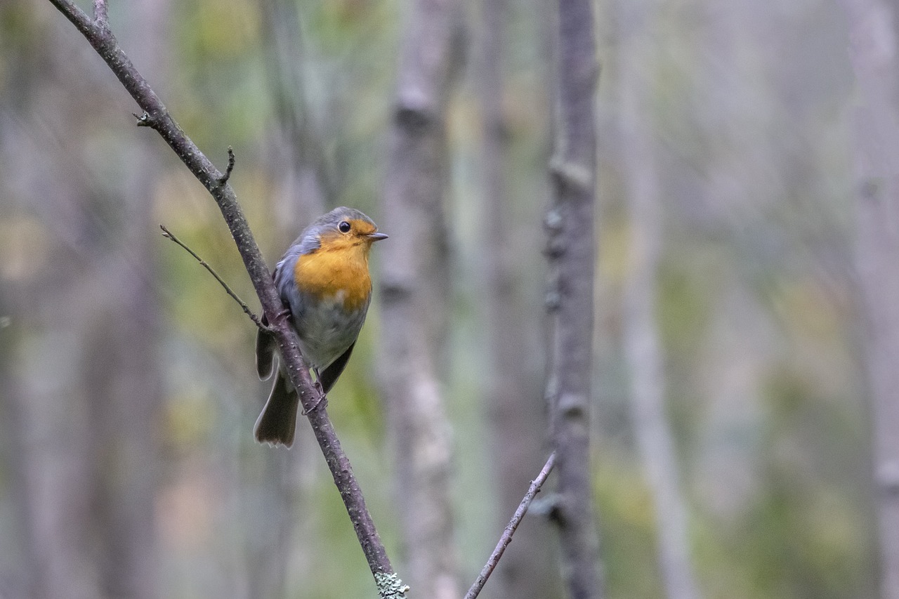 European robin (Erithacus rubecula)