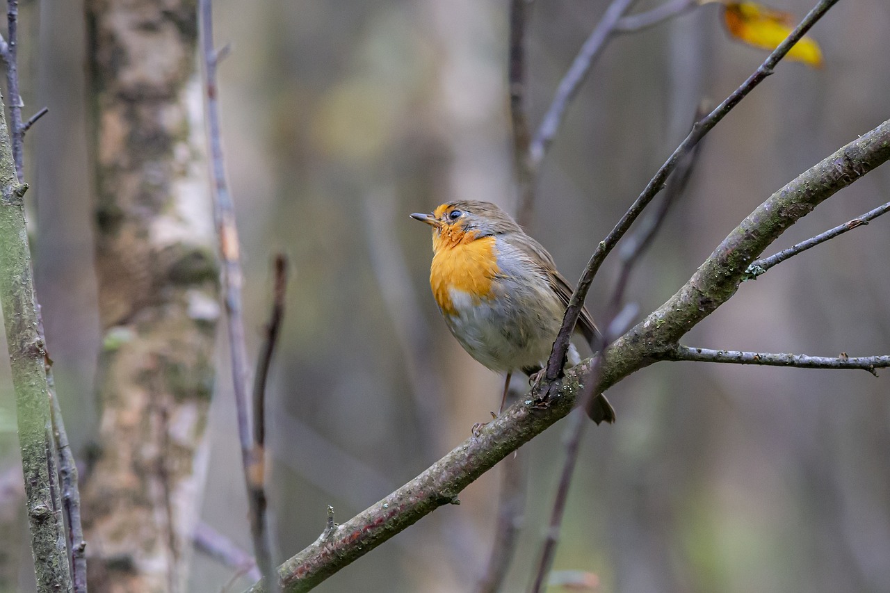 European robin (Erithacus rubecula)