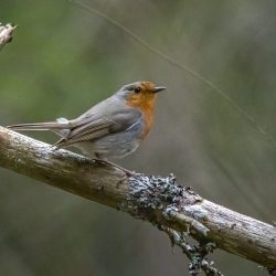 European robin (Erithacus rubecula)