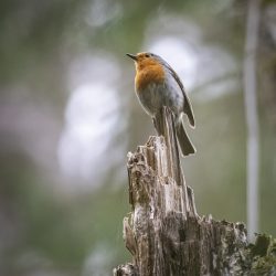 European robin (Erithacus rubecula)