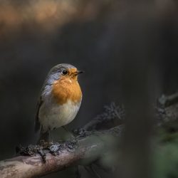 European robin (Erithacus rubecula)