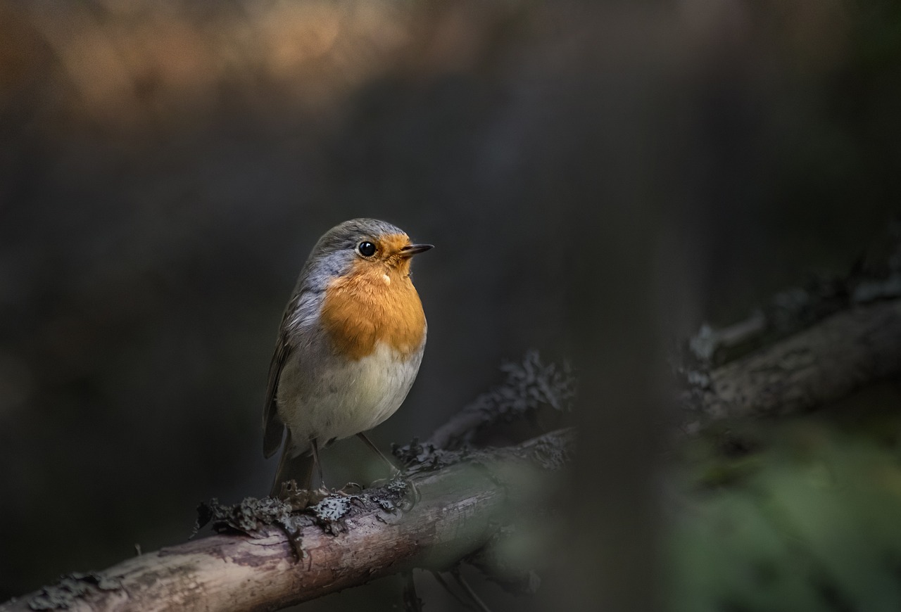 European robin (Erithacus rubecula)