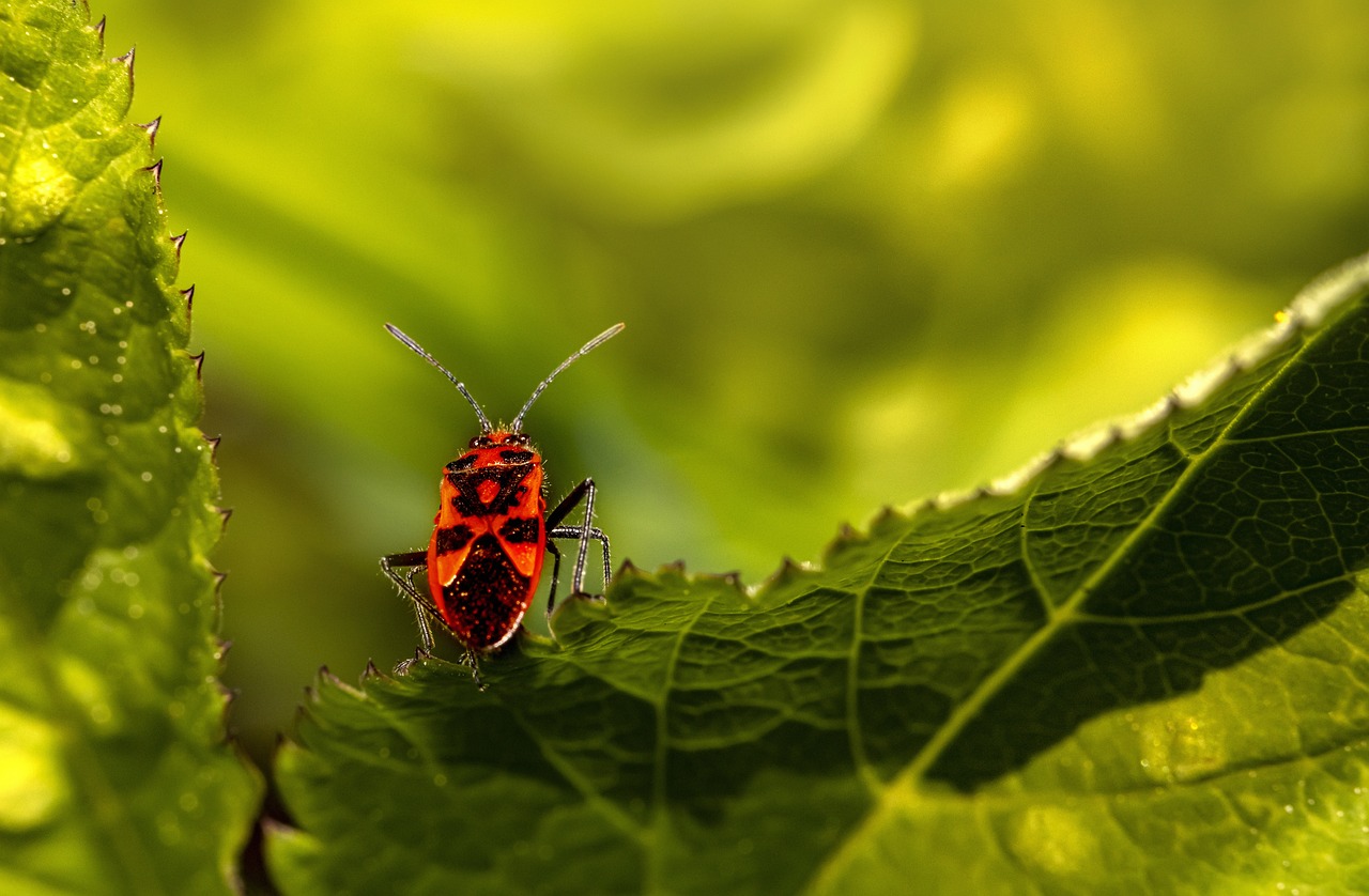 Firebug (Pyrrhocoris apterus)