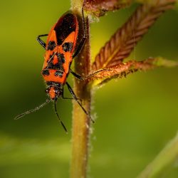 Firebug (Pyrrhocoris apterus)