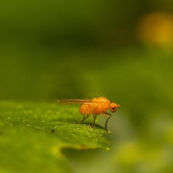 Lauxaniid fly (Tricholauxania praeusta)