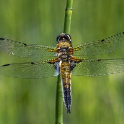 Four-spotted chaser (Libellula quadrimaculata)