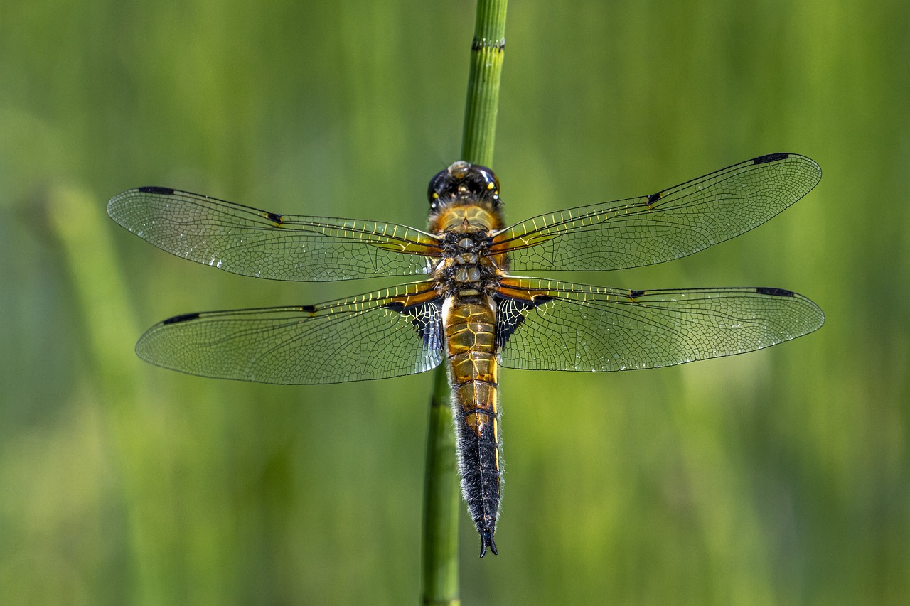 Four-spotted chaser (Libellula quadrimaculata)