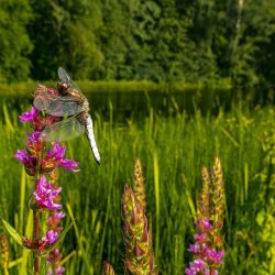 Four-spotted chaser (Libellula quadrimaculata)