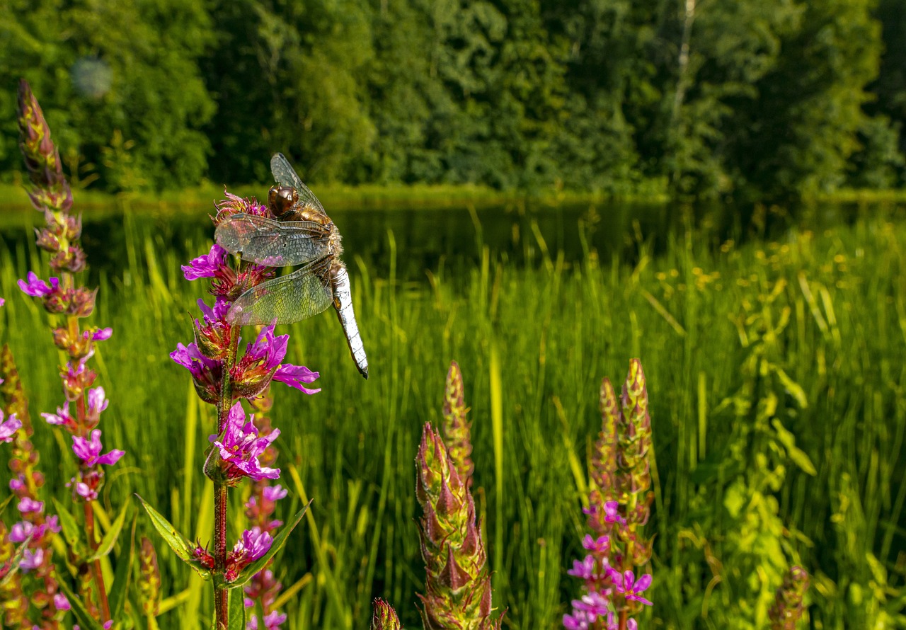 Four-spotted chaser (Libellula quadrimaculata)