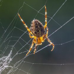 European garden spider (Araneus diadematus)