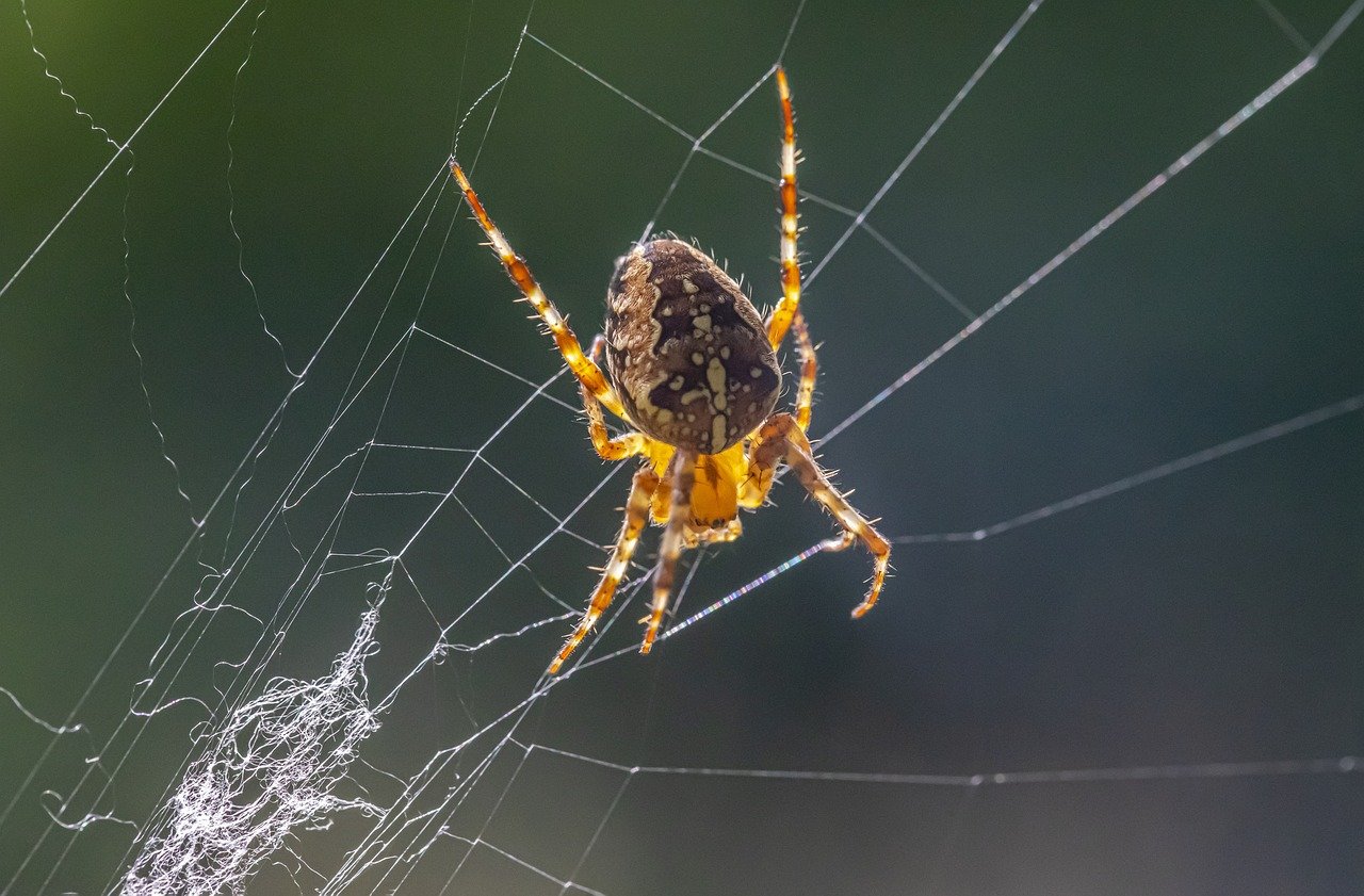 European garden spider (Araneus diadematus)