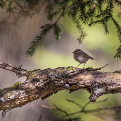 Goldcrest (Regulus regulus)