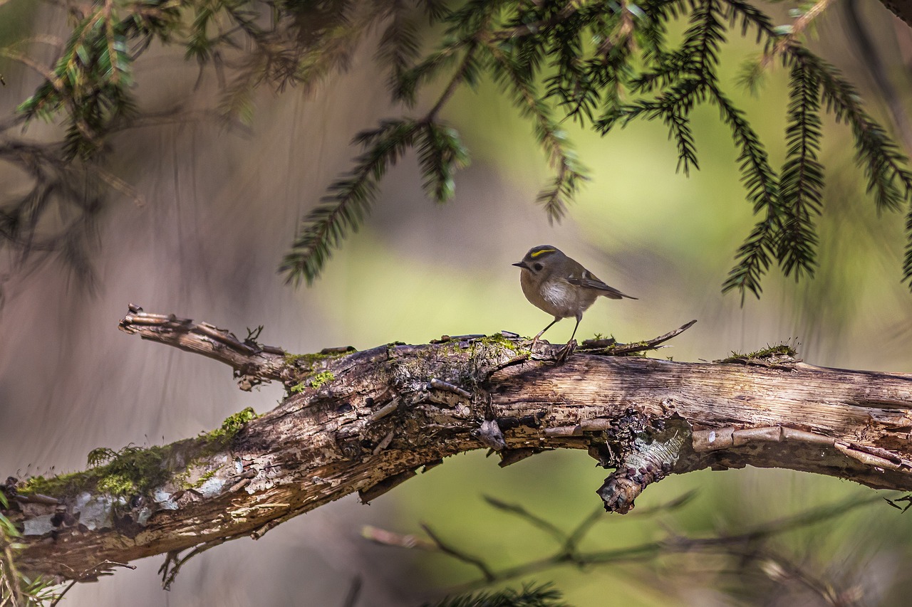 Goldcrest (Regulus regulus)