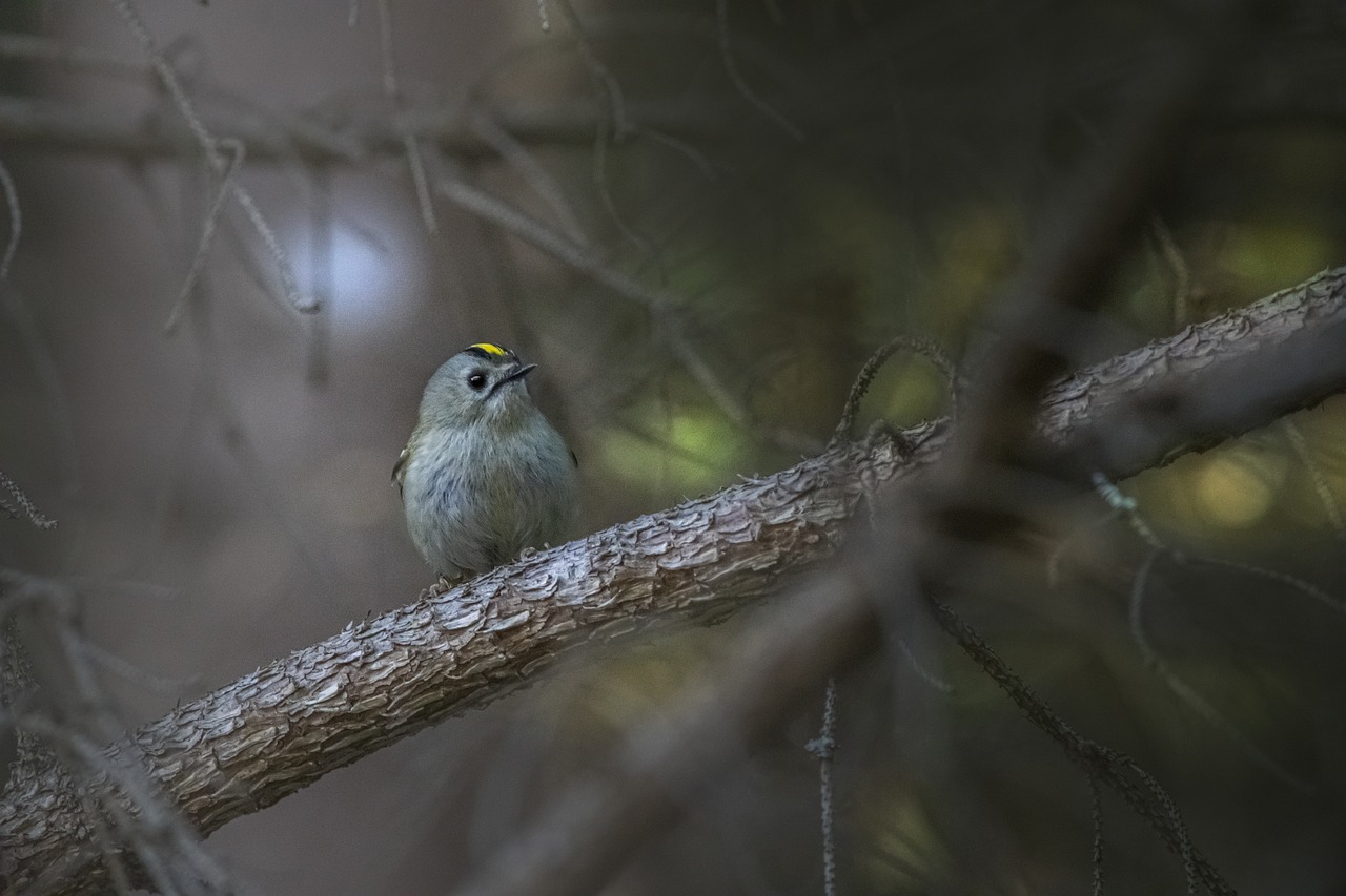 Goldcrest (Regulus regulus)