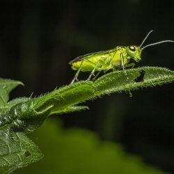 Green Sawfly (Rhogogaster viridis)
