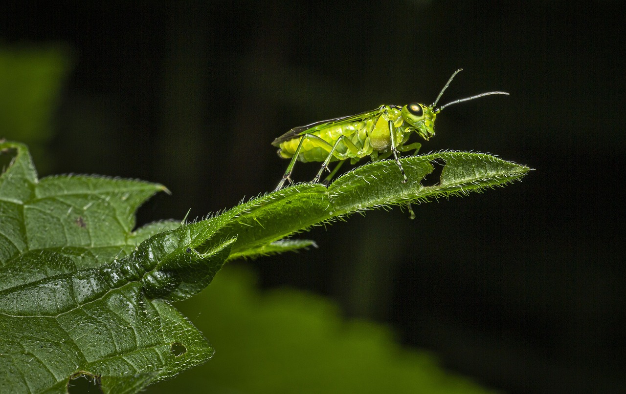 Green Sawfly (Rhogogaster viridis)