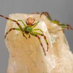 Green crab spider (Diaea dorsata)