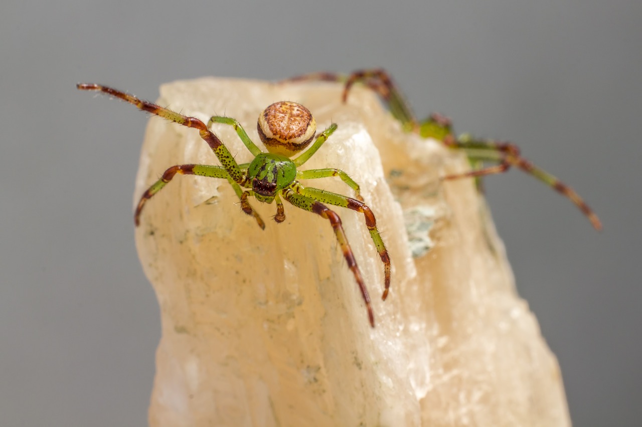 Green crab spider (Diaea dorsata)