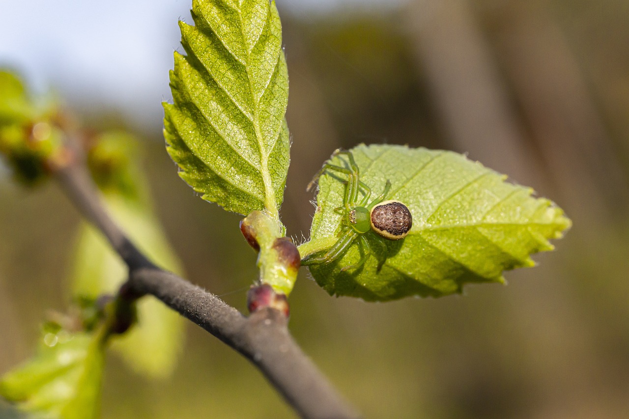 Green crab spider (Diaea dorsata)