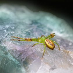 Green crab spider (Diaea dorsata)