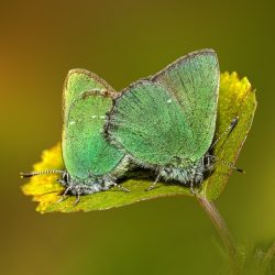 Green Hairstreak (Callophrys rubi)