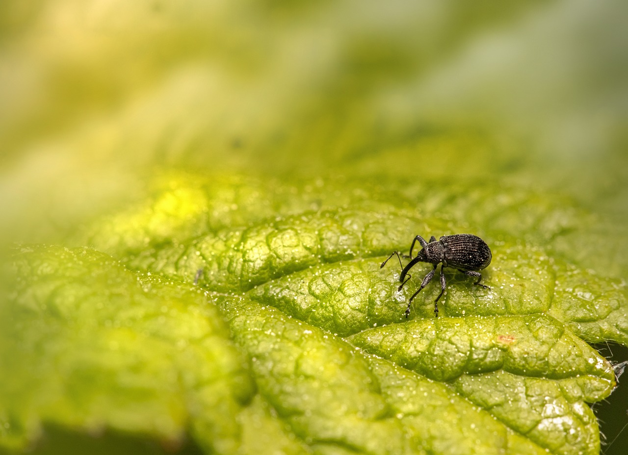 Strawberry blossom weevil (Anthonomus rubi)