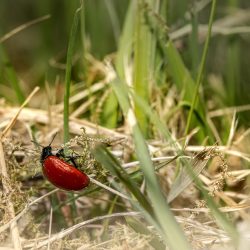 Red poplar leaf beetle (Chrysomela populi)