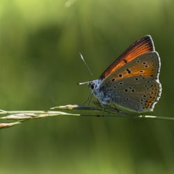 Purple-edged copper (Lycaena hippothoe)