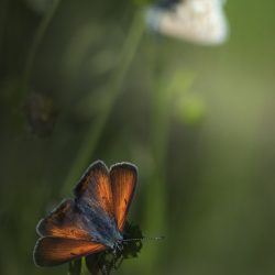 Purple-edged copper (Lycaena hippothoe)