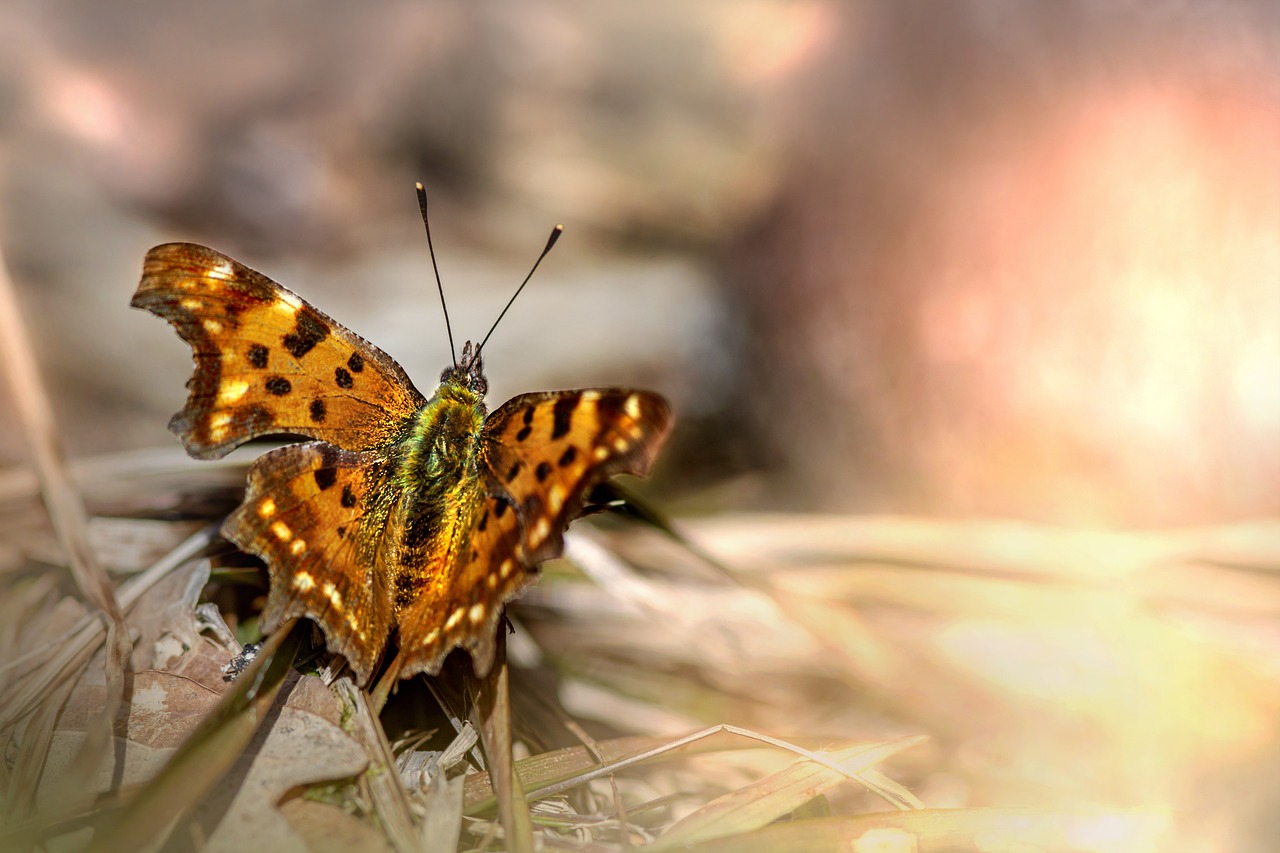 Comma butterfly (Polygonia c-album)