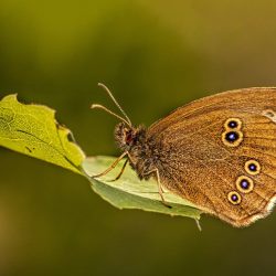 Ringlet (Aphantopus hyperantus)