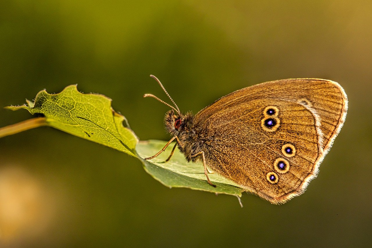 Ringlet (Aphantopus hyperantus)