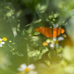 Julia Heliconian (Dryas iulia)