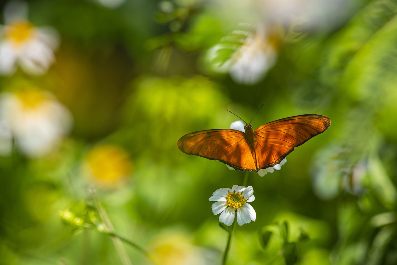 Julia Heliconian (Dryas iulia)