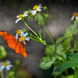 Julia Heliconian (Dryas iulia)