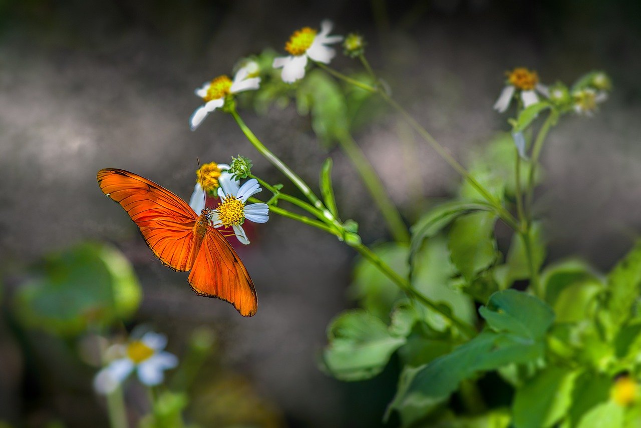 Julia Heliconian (Dryas iulia)