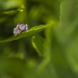Jumping spider
